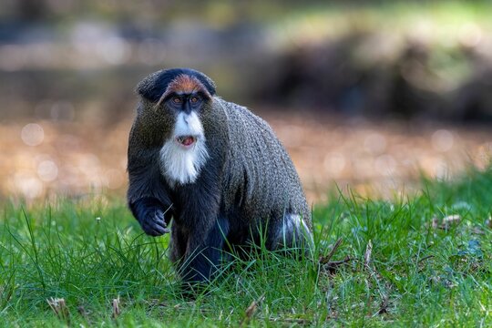 Brazza's monkey sitting on lush green grass, intently surveying its surroundings