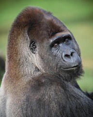 Obraz premium Portrait of a male lowland gorilla