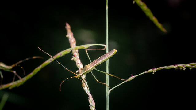 Green Paddy Bug (Leptocorista Acuta) or Green Sucking Bug on leaf of grass