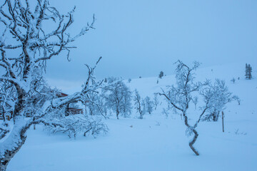 Winter landscape in Pallas Yllastunturi National Park, Lapland, Finland