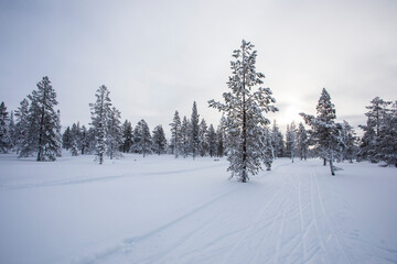 Fototapeta premium Winter landscape in Pallas Yllastunturi National Park, Lapland, Finland