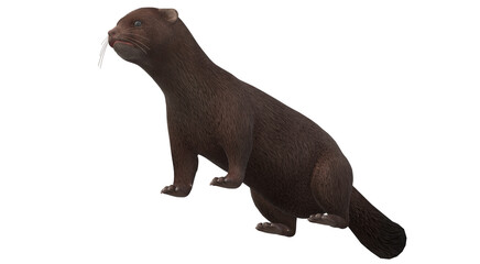 Mink isolated on a Transparent Background