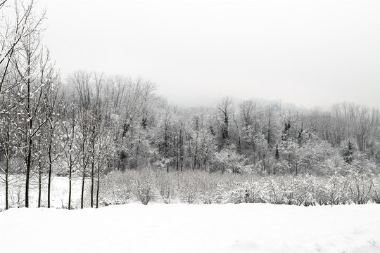 hilly winter landscape - trees covered with snow
