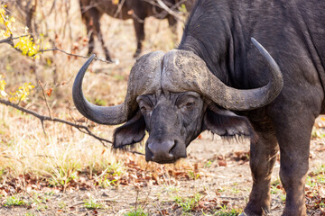 Large buffalo bull with big horns