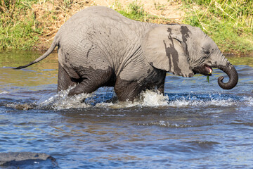 Elephant walking in the water in the river