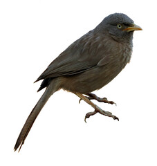 Obraz premium gray babbler bird isolated 