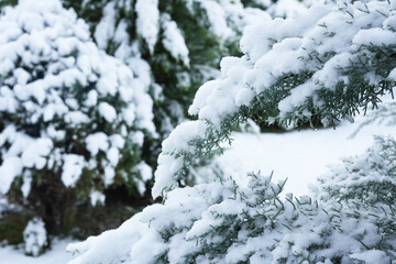 Winter nature background. Evergreen trees in snow. Spruce and fir branches close up under the snow. Side view, Space for text.