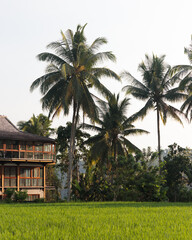 Fototapeta na wymiar Bali landscape with joglo house, palm trees and rice fields.