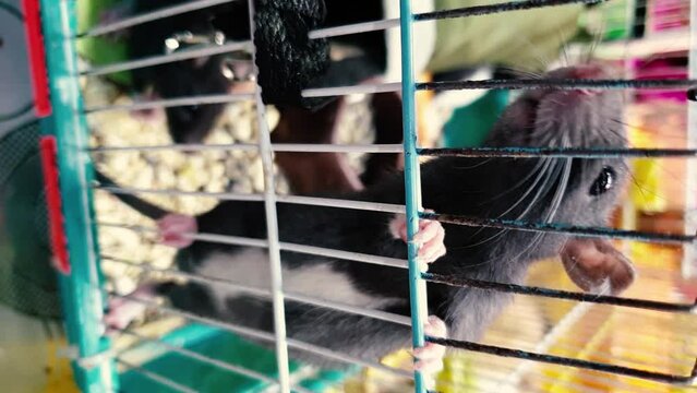 close-up of a domestic little rat in a cage looking at the camera. vertical video. pets, rodents in the house. rat dumbo