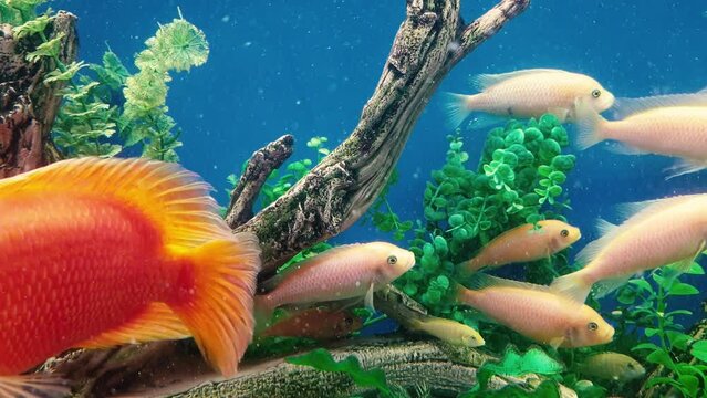 exotic fish swim in the aquarium. pet store, caring for aquarium fish. pets concept.sale of aquarium fish
