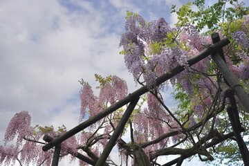 花、フジ、藤、Wisteria floribunda、ノダフジ、Japanese...
