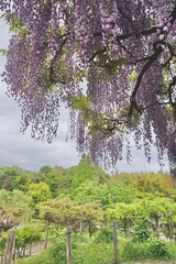 花、フジ、藤、Wisteria floribunda、ノダフジ、Japanese wisteria、神奈川、横須賀、日本、春、4月、藤棚、紫、ピンク、公園、青空、木、植物、咲く、つる、木、大きい、たくさん、
