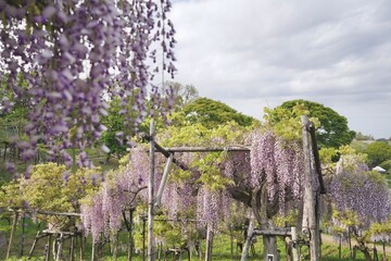 花、フジ、藤、Wisteria floribunda、ノダフジ、Japanese...