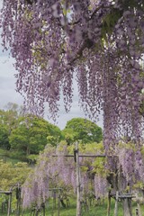 花、フジ、藤、Wisteria floribunda、ノダフジ、Japanese wisteria、神奈川、横須賀、日本、春、4月、藤棚、紫、ピンク、公園、青空、木、植物、咲く、つる、木、大きい、たくさん、
