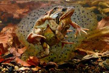 Grasfrosch (Rana temporaria) Pärchen vor Laichballen // Grass frog couple in front of frogspawn