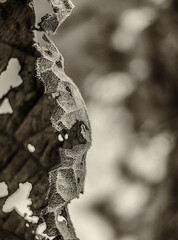  insect catching dry leaves texture background