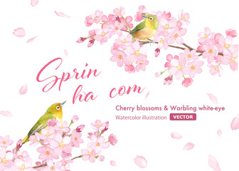 春の花：桜と小鳥（メジロ）の散る花びらのフレームデザイン。水彩イラスト。（ベクター。レイアウト変更可能）
