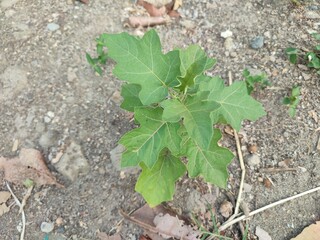 Takokak (Solanum torvum), tekokak or eggplant are plants from the eggplant tribe whose fruits and seeds are used as vegetables or seasonings. Names in international trade are not standard.