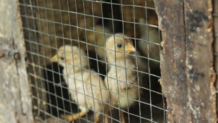 Farm-Raised Chicks Observing Confinement in a Cage