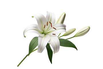 Fototapeta na wymiar Lily Bloom Pure White on a transparent background