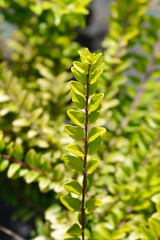 Honeysuckle Golden Glow branch