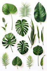 A collection of tropical leaves on a white background