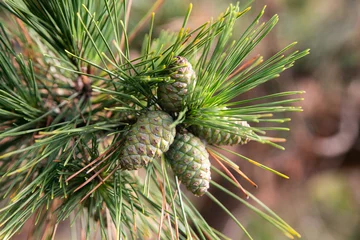 Fotobehang Bonsai Japanese pine, is a pine tree native to coastal areas of Japan   © Leckerstudio