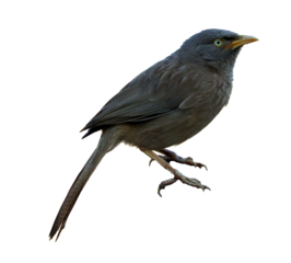 gray babbler bird isolated 