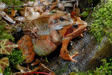 Grass frog couple // Grasfrosch-Pärchen (Rana temporaria) 