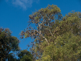 Colony of grey headed flying foxes roost in gum trees in Botanic Park in Adelaide, Australia