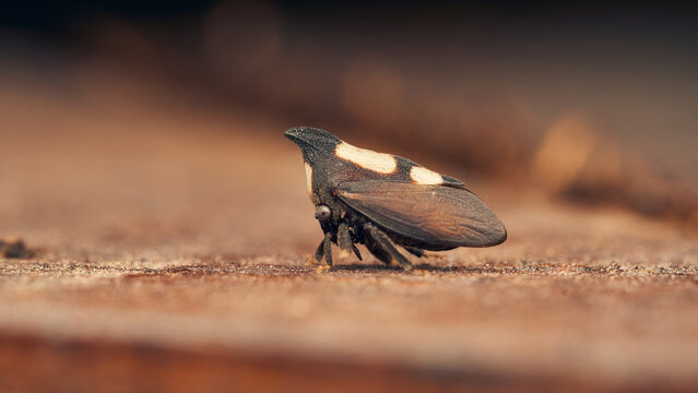 Details of a black enchenopa walking through a wood.