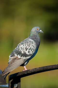 Rock dove (Columba livia)