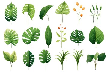 Fototapeta na wymiar A set of tropical plants and leaves