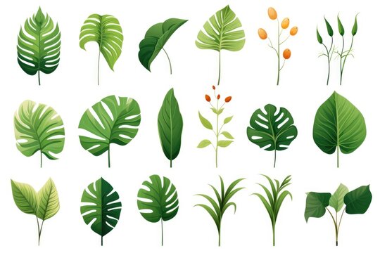 A set of tropical plants and leaves