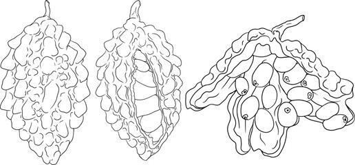 Momordica charantia , hand drawn vector line illustration. Alsam pear,  Bitter gourd, bitter melon, Balsam apple on white background.