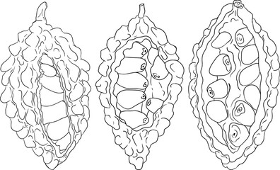 Momordica charantia , hand drawn vector line illustration. Alsam pear,  Bitter gourd, bitter melon, Balsam apple on white background.