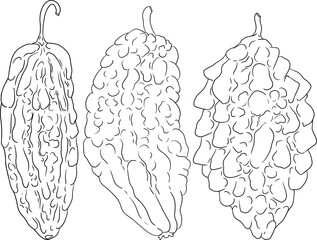 Momordica charantia , hand drawn vector line illustration. Alsam pear,  Bitter gourd, bitter melon, Balsam apple on white background. - obrazy, fototapety, plakaty