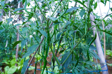 chili tree bearing fresh green fruit in the garden