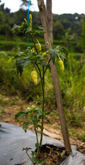 Close up chili tree bearing fresh fruit in the garden