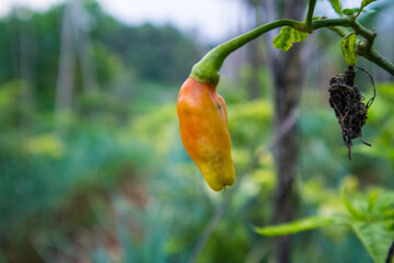 Close up chili tree bearing fresh fruit in the garden
