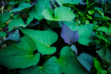 Sweet potato crop grow in garden. green and purple sweet potato leaves
