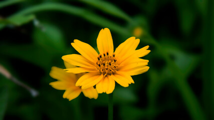 Close up Melampodium divaricatum, Golden Crownbeard, Cowpen Daisy, golden crown beard in the nature