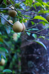 Nutmegs hanging on tree. (Myristica or Myristica fragrans