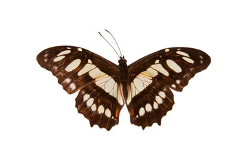 Natural butterfly on isolated white background.
