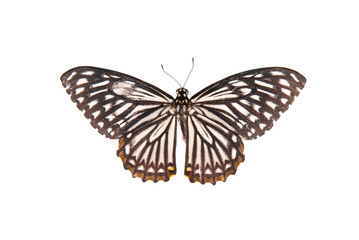 Natural butterfly on isolated white background.