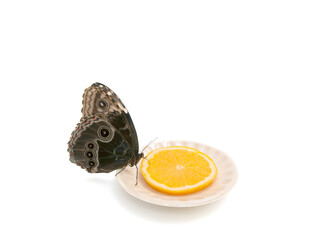 Natural butterfly on isolated white background.