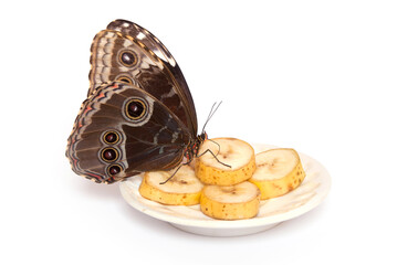 Natural butterfly on isolated white background.