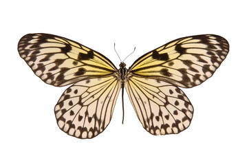 Natural butterfly on isolated white background.