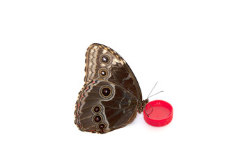 Butterfly drinks water.