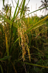 Close up of rice seeds in a paddy ear. Beautiful golden rice field and rice ear.